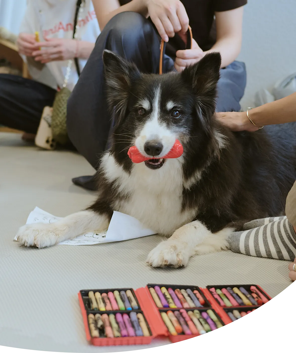 教室にいる犬のイメージ写真
